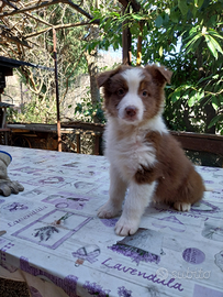 Cuccioli di pastore australiano