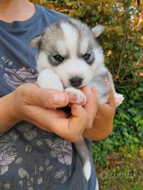 Siberian Husky