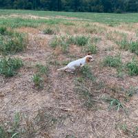 Setter inglese cane da caccia