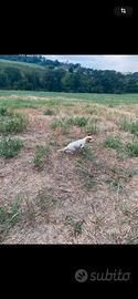 Setter inglese cane da caccia