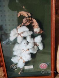 Quadro-erbario con fiori del cotone.