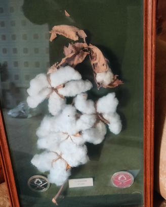 Quadro-erbario con fiori del cotone.