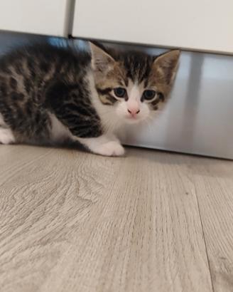 Gattino di due mesi