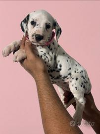 Cucciola di Dalmata con pedigree Tarquinia