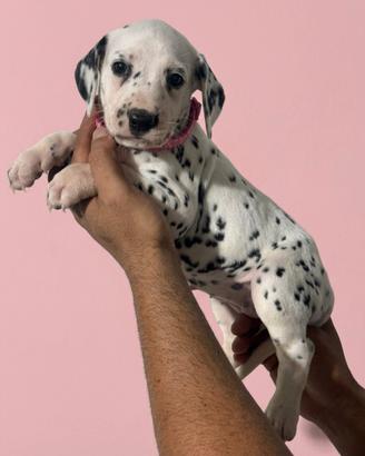 Cucciola di Dalmata con pedigree Tarquinia