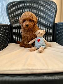 Barboncino toy red