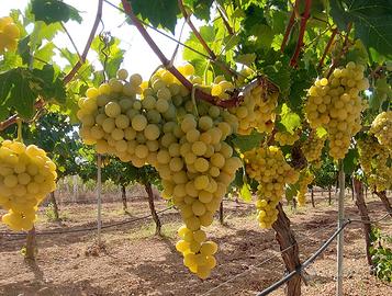 Uva da tavola varieta' ITALIA 