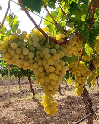 Uva da tavola varieta' ITALIA 