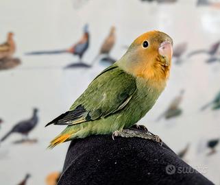 Inseparabile addomesticato