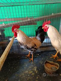 Gallo bianco e nero 9 mesi