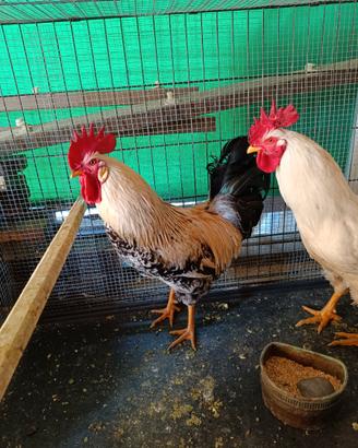 Gallo bianco e nero 9 mesi