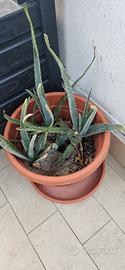 piantine aloe