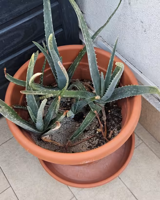 piantine aloe