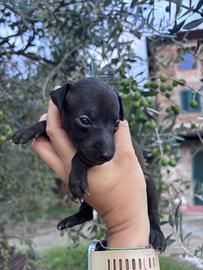 Cucciolo di piccolo levriero italiano