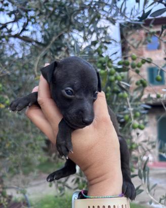 Cucciolo di piccolo levriero italiano
