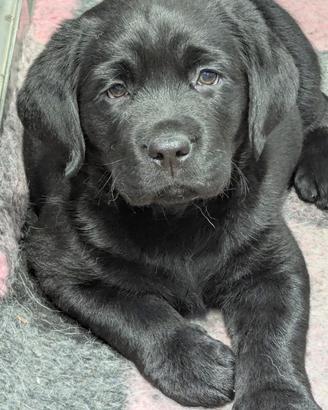 Cuccioli labrador da allevamento enci