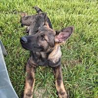 Pastore tedesco grigio