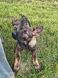 Pastore tedesco grigio