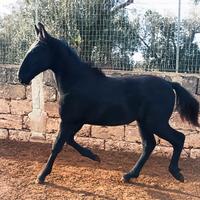 Cavallo Puledro Murgese