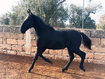 Cavallo Puledro Murgese