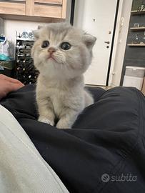 Scottish fold & straight
