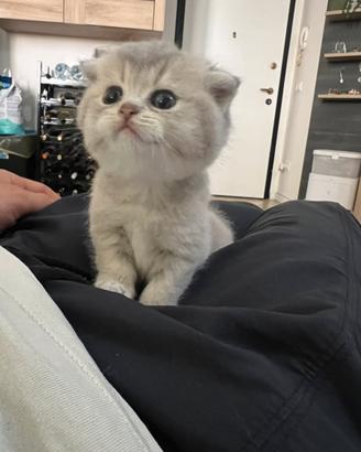 Scottish fold & straight