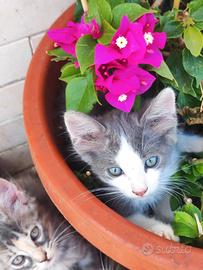 CuccioliSIBERIANIpuri/eDiIncroci di Razza