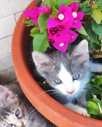 CuccioliSIBERIANIpuri/eDiIncroci di Razza