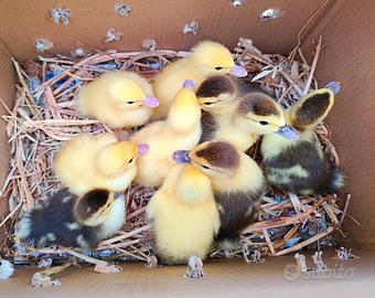 Anatroccoli di anatra muta