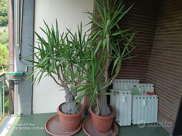 Yucca