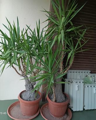 Yucca