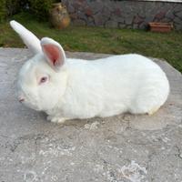 Conigli di razza