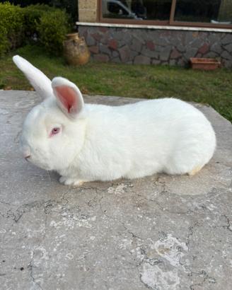 Conigli di razza