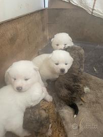 Cuccioli di Akita Inu con pedigree