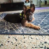 Cucciolo di pastore tedesco