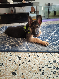 Cucciolo di pastore tedesco