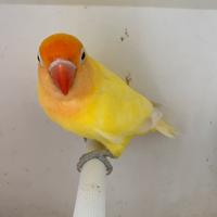 Inseparabili fischer o personata