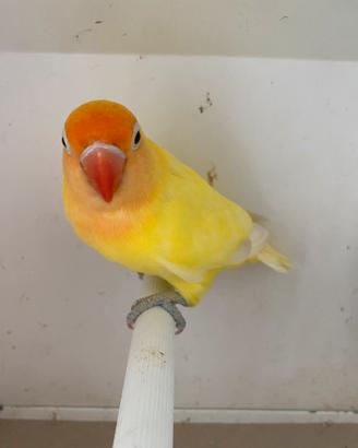 Inseparabili fischer o personata