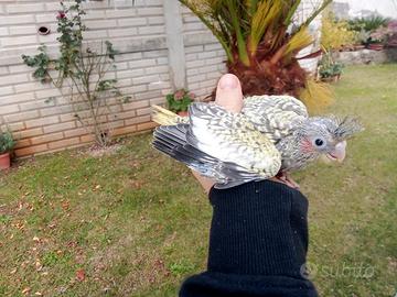 Pappagalli da imbecco