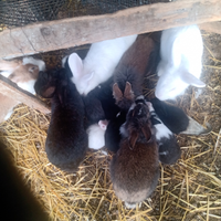 Conigli da compagnia