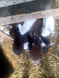 Conigli da compagnia