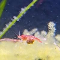 Halocaridina rubra opae ula