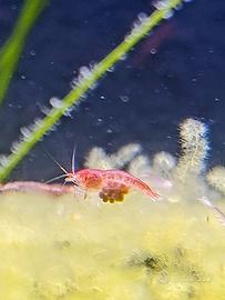 Halocaridina rubra opae ula