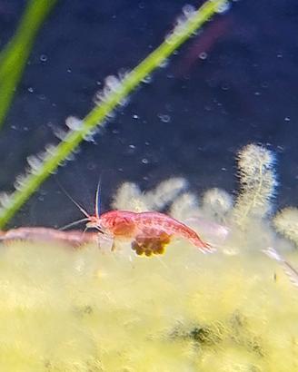 Halocaridina rubra opae ula
