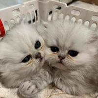 Cucciolo di gatto persiano chinchilla silver