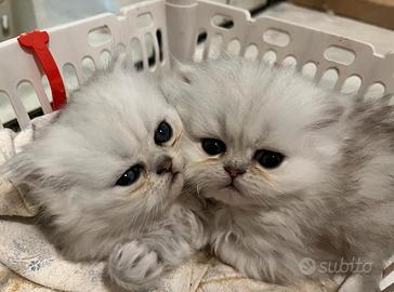 Cucciolo di gatto persiano chinchilla silver