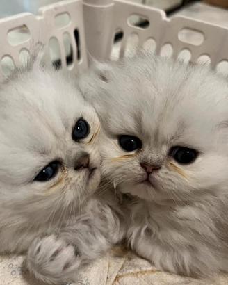 Cucciolo di gatto persiano chinchilla silver