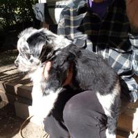 Cuccioli lagorai vendita