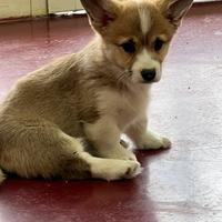 Corgi welsh