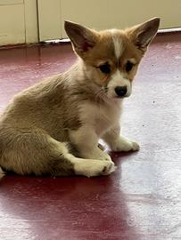 Corgi welsh